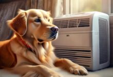 边牧夏日空调使用指南：安全吹空调的小技巧