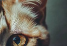 防盗门猫眼线断裂维修攻略：专业解决方法大揭秘