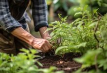 空调房内扦插植物养护技巧